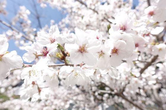陵南公園 桜 開花状況