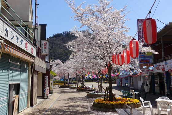 相模湖公園 賑わいの広場 桜