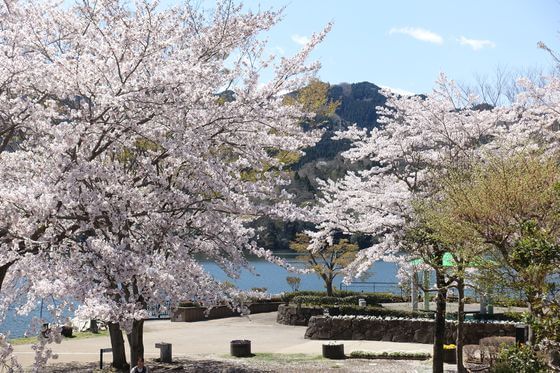 相模湖 桜