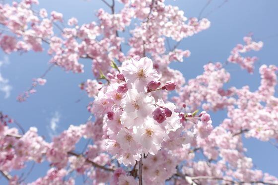 相模湖公園 枝垂れ桜