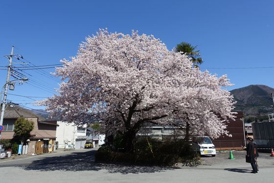 猿橋駅 桜