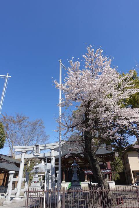 猿橋 三嶋神社 桜