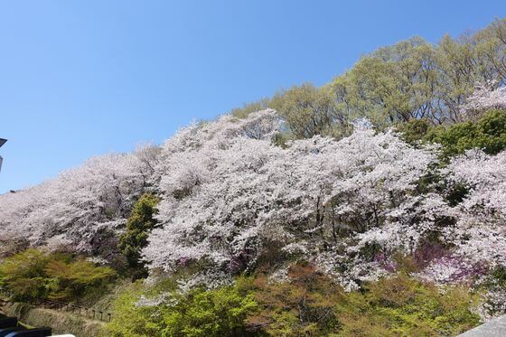 深谷ビッグタートル 桜