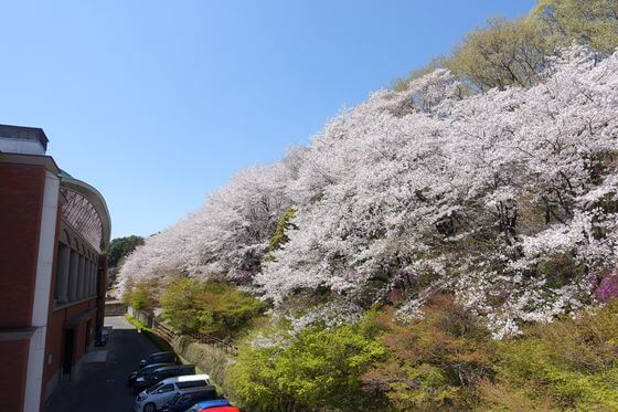 仙元山 深谷 桜