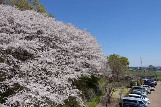 深谷 仙元山公園 桜