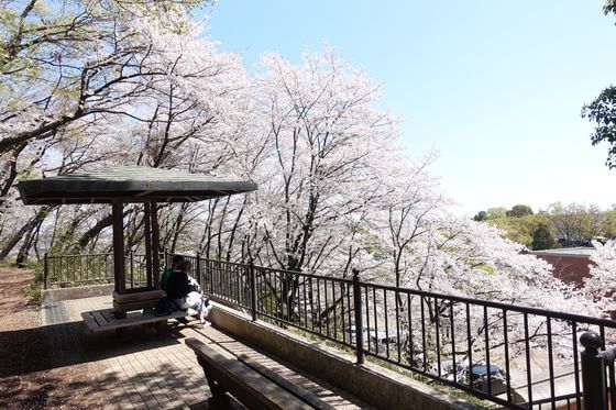 仙元山公園 花見