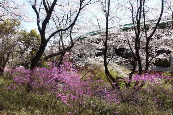 深谷市 仙元山 桜