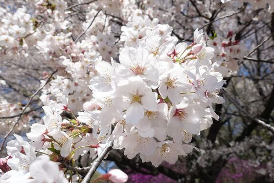 仙元山公園 桜 開花状況