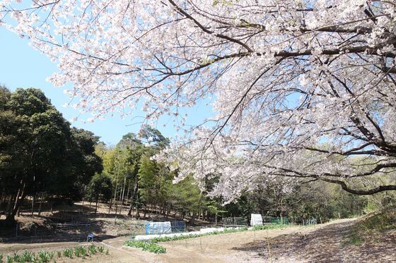 仙元山公園 桜 見頃