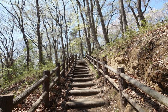 仙元山 深谷市 桜