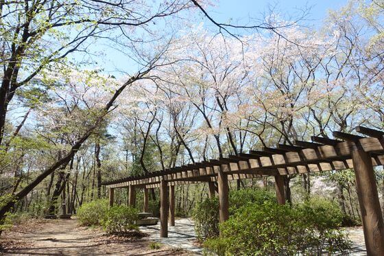 深谷 仙元山 桜