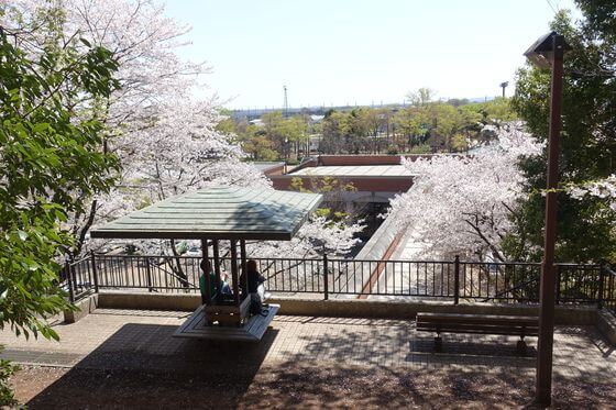 仙元山公園 お花見