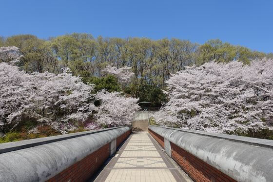 深谷市総合体育館 桜