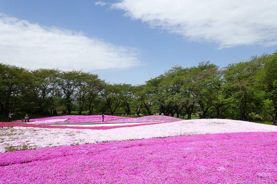 芝桜の有名な名所から穴場まで21年のおすすめスポット 関東 東京近郊 ８選 歩いてみたブログ