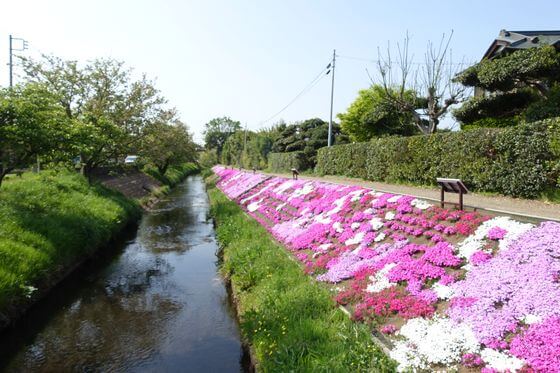 渋田川沿いの芝桜 22年の見頃と開花状況 アクセス方法は 神奈川県伊勢原市 歩いてみたブログ