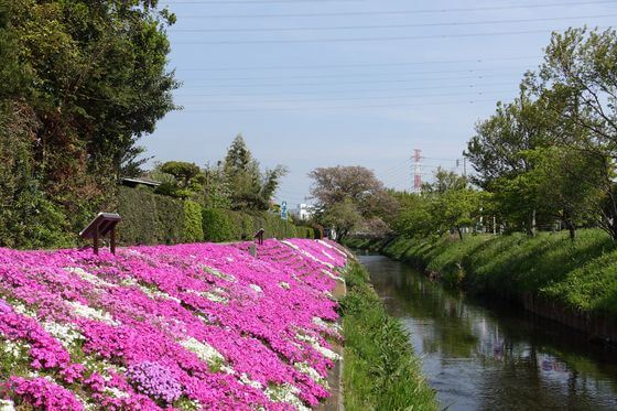 渋田川沿いの芝桜 22年の見頃と開花状況 アクセス方法は 神奈川県伊勢原市 歩いてみたブログ