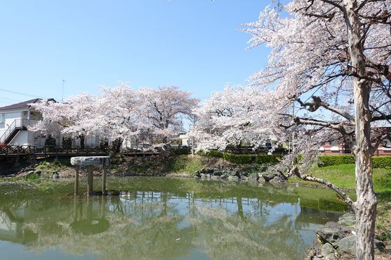下台池公園 深谷 桜