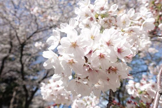 城山稲荷神社 桜 開花状況