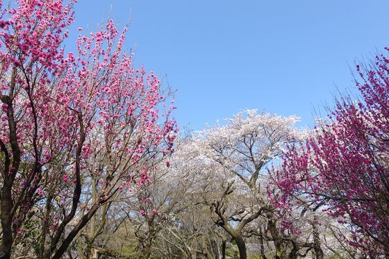石神井公園 花桃