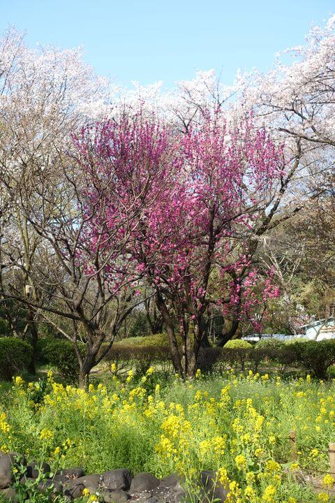 石神井公園の桜 21年の見頃と開花状況は 練馬区のお花見スポット 歩いてみたブログ