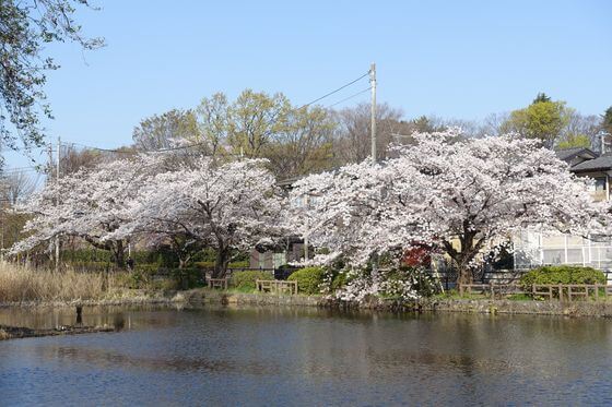 石神井公園 桜