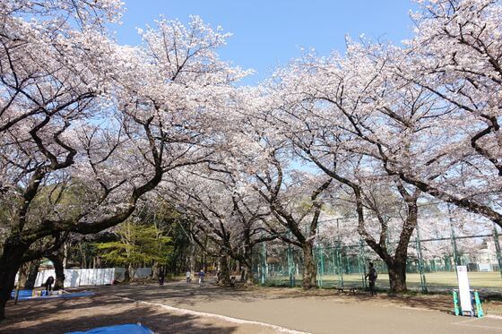 石神井公園の桜 22年の見頃と開花状況は 練馬区のお花見スポット 歩いてみたブログ