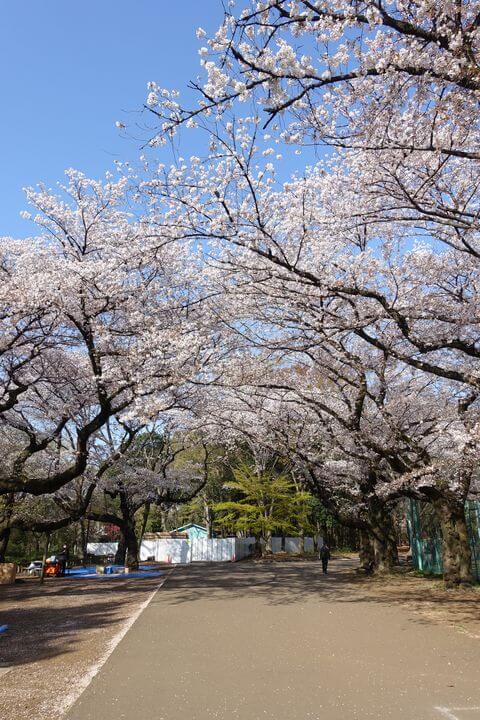 石神井公園 桜並木