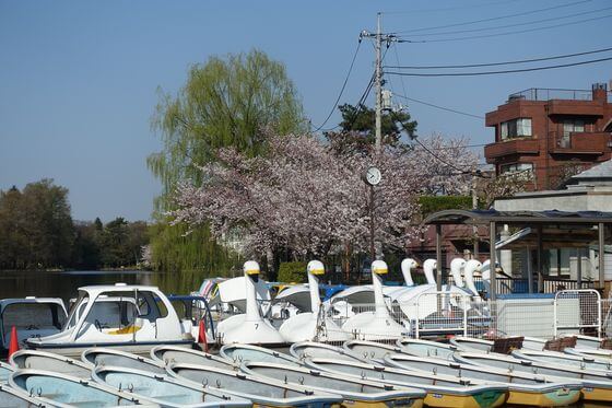石神井池 桜