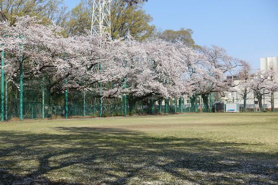 石神井公園の桜 21年の見頃と開花状況は 練馬区のお花見スポット 歩いてみたブログ