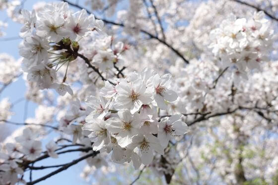 石神井公園 桜 開花状況