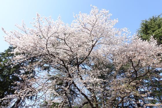 稲荷諏訪合神社 練馬区 桜