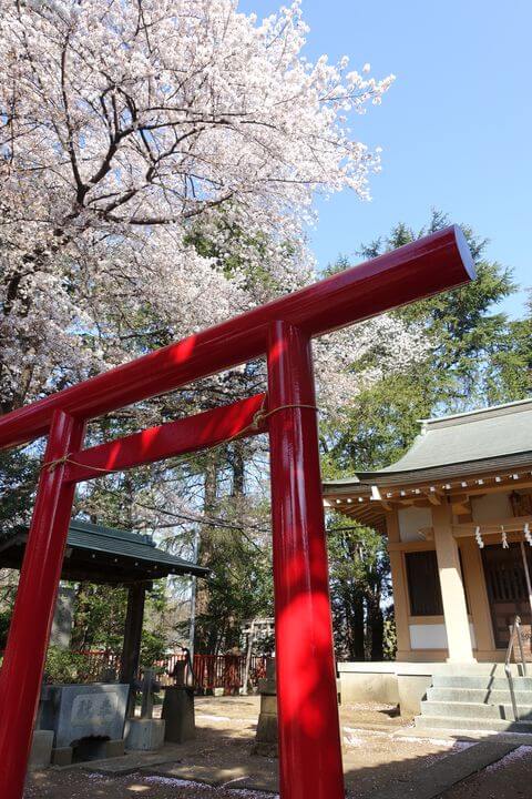 稲荷諏訪合神社 石神井公園 桜