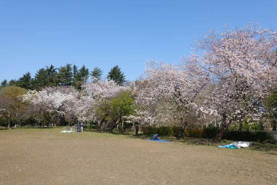 石神井公園 草地広場 桜