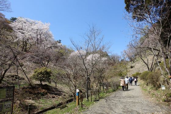 高尾山 桜保存林