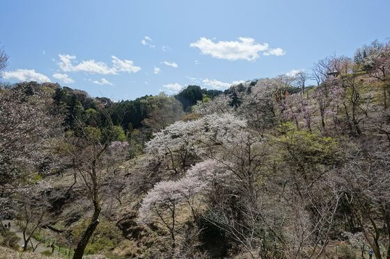 多摩森林科学園 桜