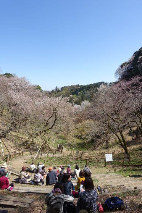 関山ベンチ 桜