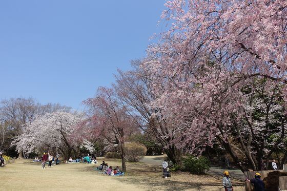 所沢航空記念公園 しだれ桜