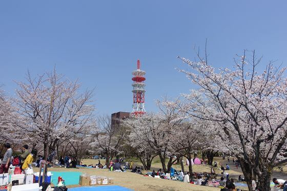 所沢航空記念公園 桜