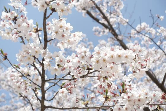 所沢航空記念公園 桜 開花状況