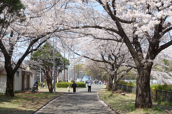 所沢航空記念公園 桜並木