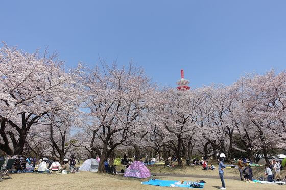 航空記念公園 桜 満開