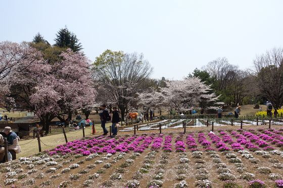 所沢航空記念公園 芝桜 場所