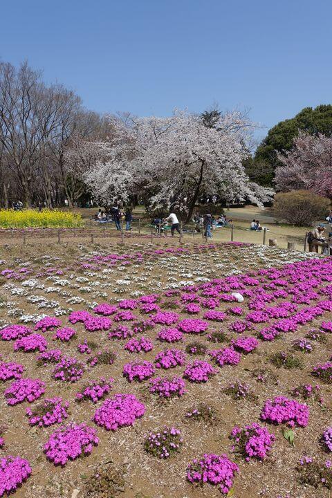 航空記念公園 芝桜