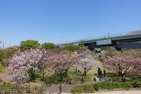都市農業公園 桜