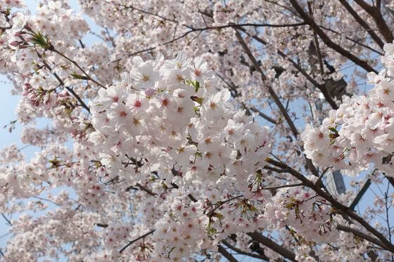 つきやま公園 お花見