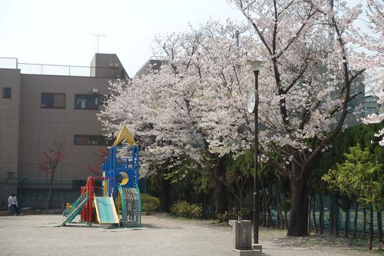 つきやま公園 花見