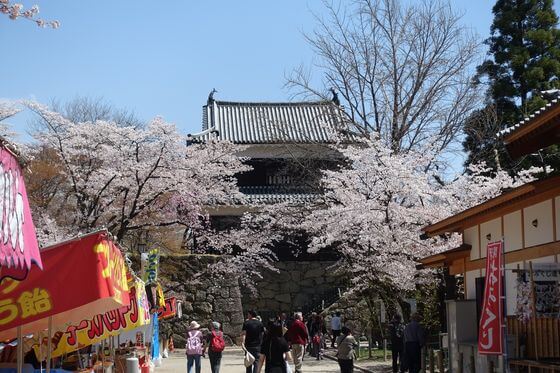 上田城 北櫓 桜