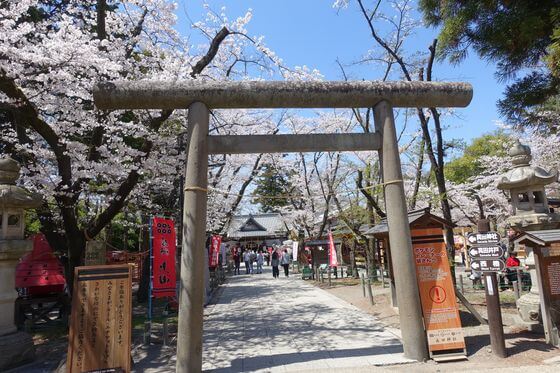 真田神社 桜