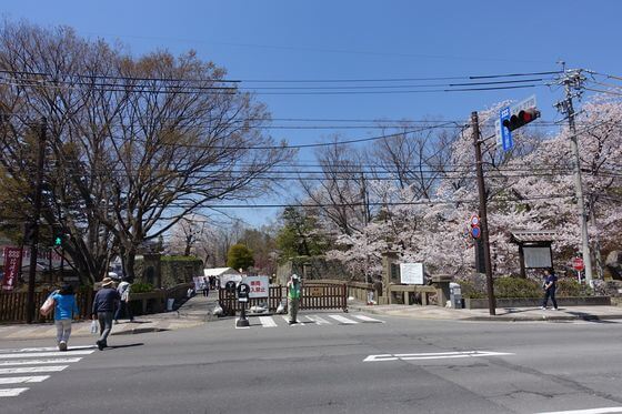 上田城 二の丸橋 桜
