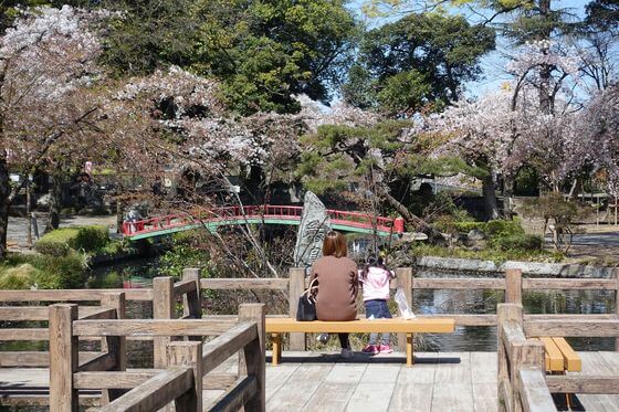 若泉第一公園 桜